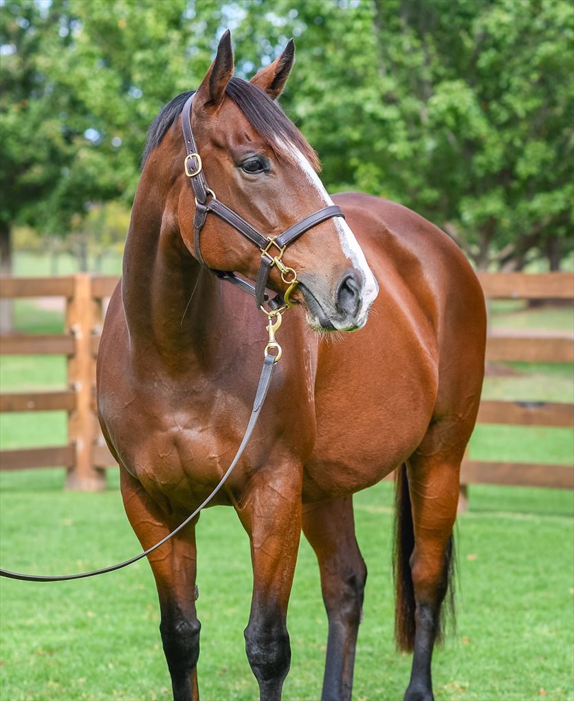 2024 Boutique Thoroughbreds Online Sale Inglis Digital Online Auctions
